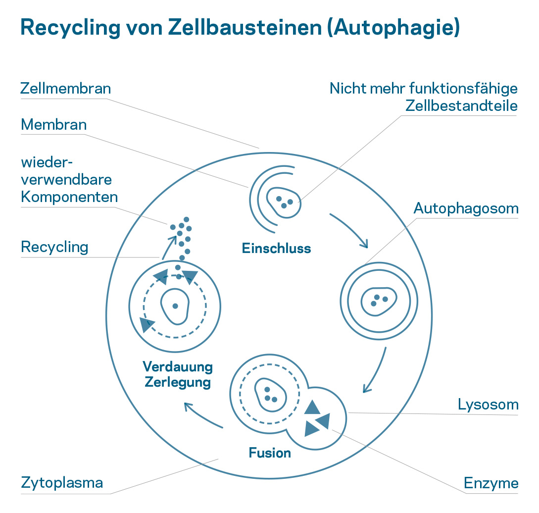 Anti Aging: Recycling von Zellbausteinen (Autophagie)