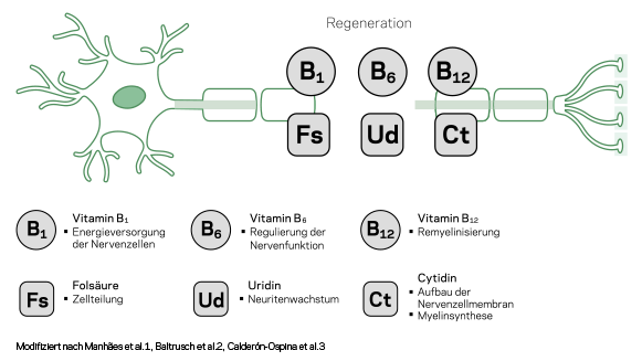 Orthoneuroprotect Nervenregeneration