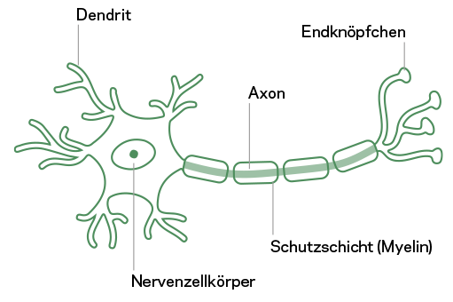 Orthoneuroprotect Nervenzelle